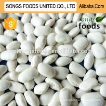 Dubai white kidney beans importer